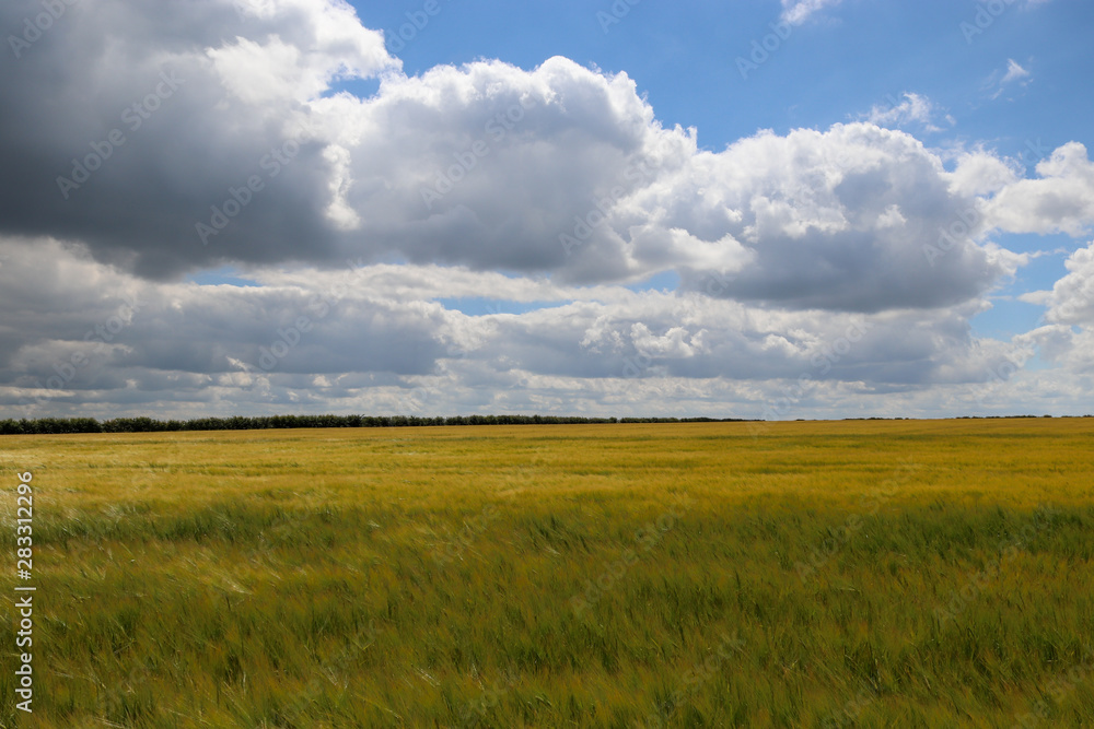 Wheat field in Loncolnshire with Summer clouds England