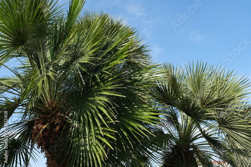  Palm trees on the streets of Hollywood