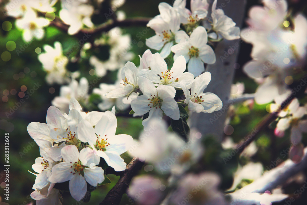 Fototapeta premium Blooming apple tree in the garden on a spring day