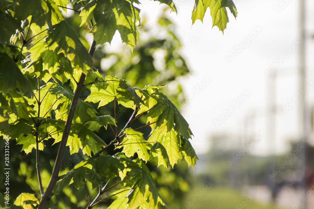 Acer platanoides. Maple tree. Green leaves on the branches of the maple Acer platanoides. Maple tree. Green leaves on the branches of the maple