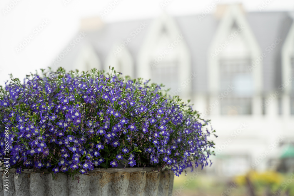 Obraz premium Purple flowers in a refreshing morning rain