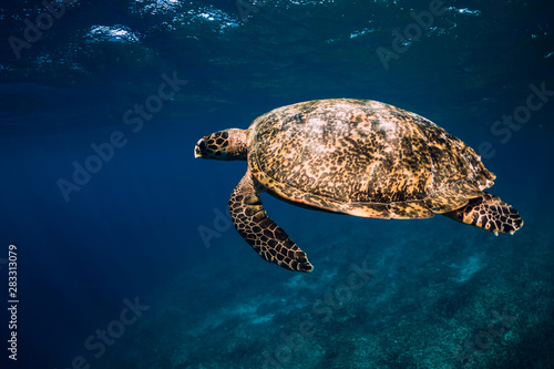 Fototapeta Naklejka Na Ścianę i Meble -  Sea turtle glides in blue ocean. Green sea turtle underwater