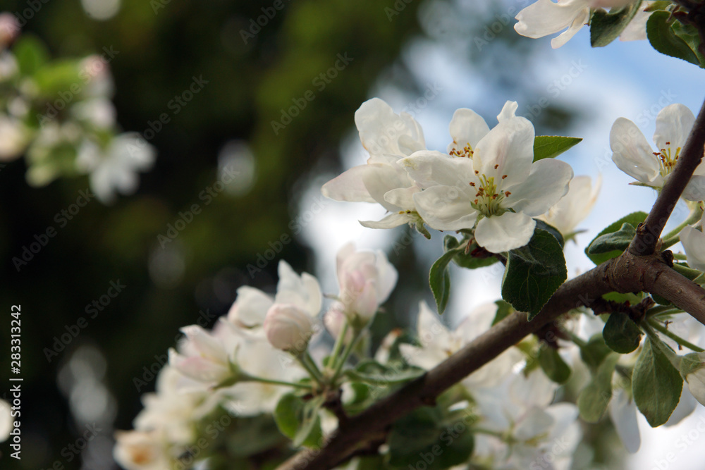 Apple tree blossoms in the spring garden