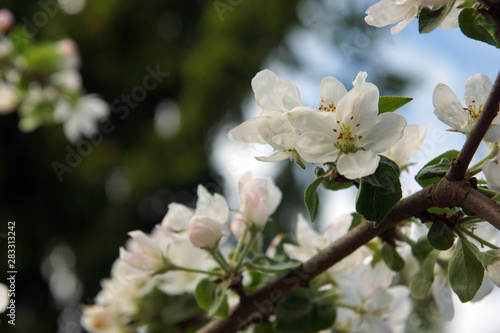 Apple tree blossoms in the spring garden