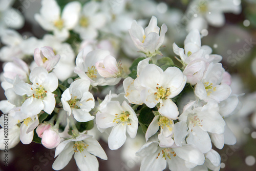 Many white flowers of apple trees on the branches © morelena
