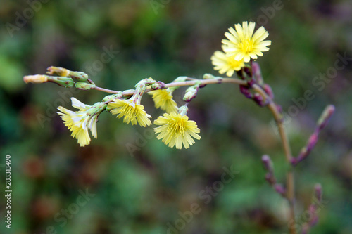 Yellow flowers of Lactuca serriola photo