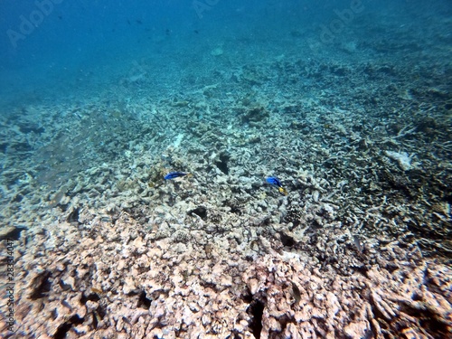 Seychelles reef snorkelling
