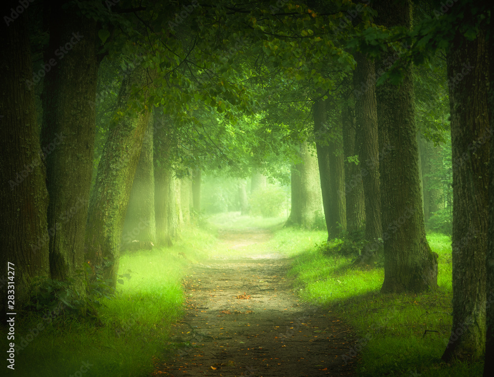 magic forest magic forest