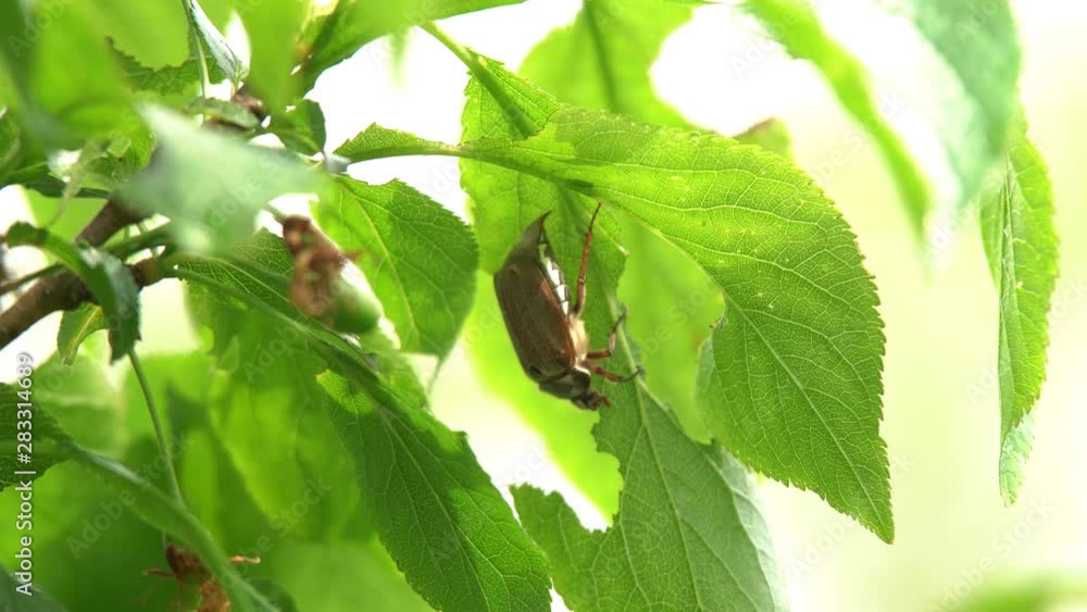 Cockchafer beetle swaying by the wind sitting on a branch eats green leaves of a fruit tree Cockchafer beetle swaying by the wind sitting on a branch eats green leaves of a fruit tree