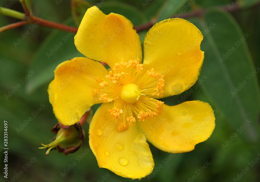 Beautiful flowers of Hypericum hookerianum Beautiful flowers of Hypericum hookerianum