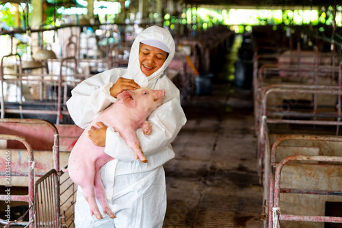 Asian veterinarian working and checking the big pig healthy in hog farms, animal and pigs farm industry