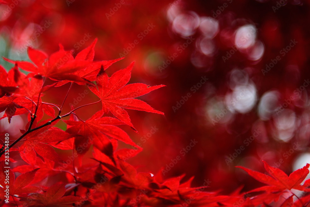 Beautiful branch of vibrant red maple leaves, blurred background with bokeh, abstract nature wallpaper with copy space Beautiful branch of vibrant red maple leaves, blurred background with bokeh, abstract nature wallpaper with copy space