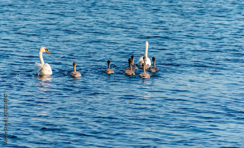 Family of mute swans ( Cygnus olor ) with young chicks are swimming in a river