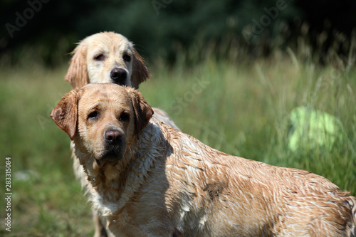 Two labradors in a green meadow