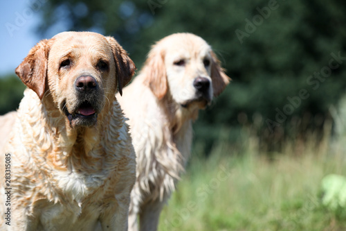 Two labradors in a green meadow