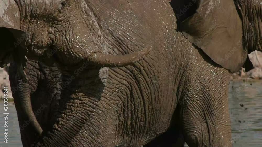 Elephants spray water . slow motion Elephants spray water . slow motion