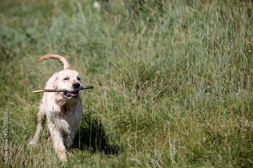 Labrador in a green meadow