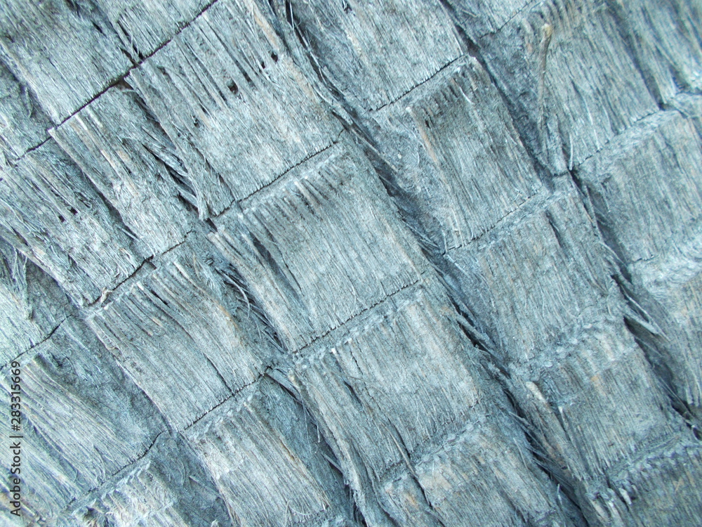 Fototapeta premium Wood texture for design