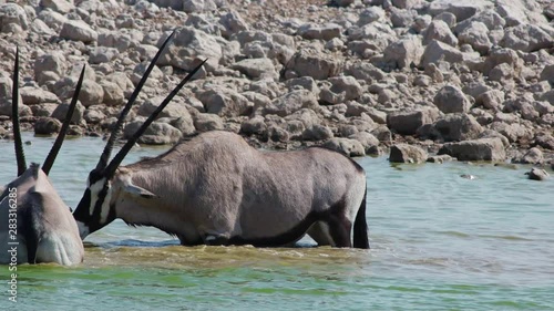 antelopes are fighting