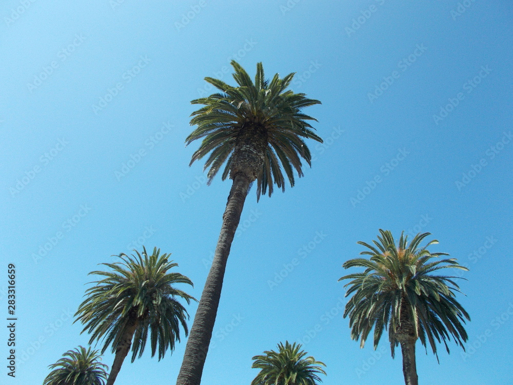 Fototapeta premium Palm trees on the streets of Los Angeles