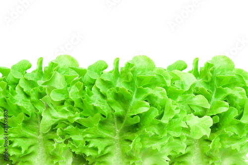 Fresh organic young leaves green oak lettuce vegetable eat for diet good healthy nutrition organic isolated on white background Textures close-up and soft focus