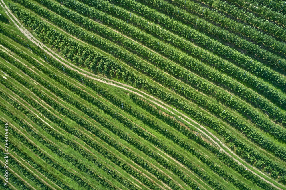 Plantation of fruit trees. Top down aerial view. Winding road through the plantations. Plantation of fruit trees. Top down aerial view. Winding road through the plantations.