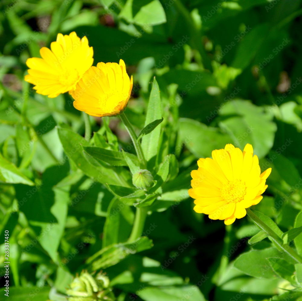 Nice flowers in the garden in midsummer, in a sunny day. Green landscape. 