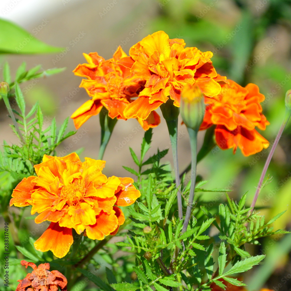 Nice flowers in the garden in midsummer, in a sunny day. Green landscape. Nice flowers in the garden in midsummer, in a sunny day. Green landscape.