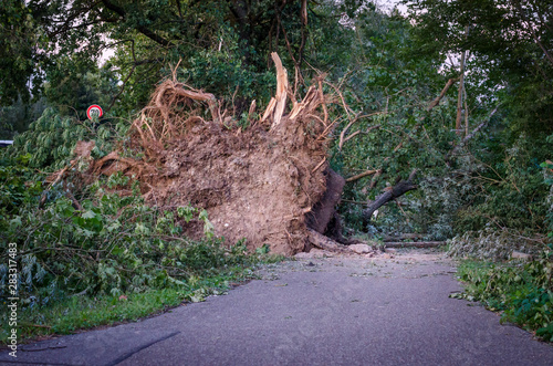 Entwurzelter Baum nach Unwetter - Sturmschaden photo