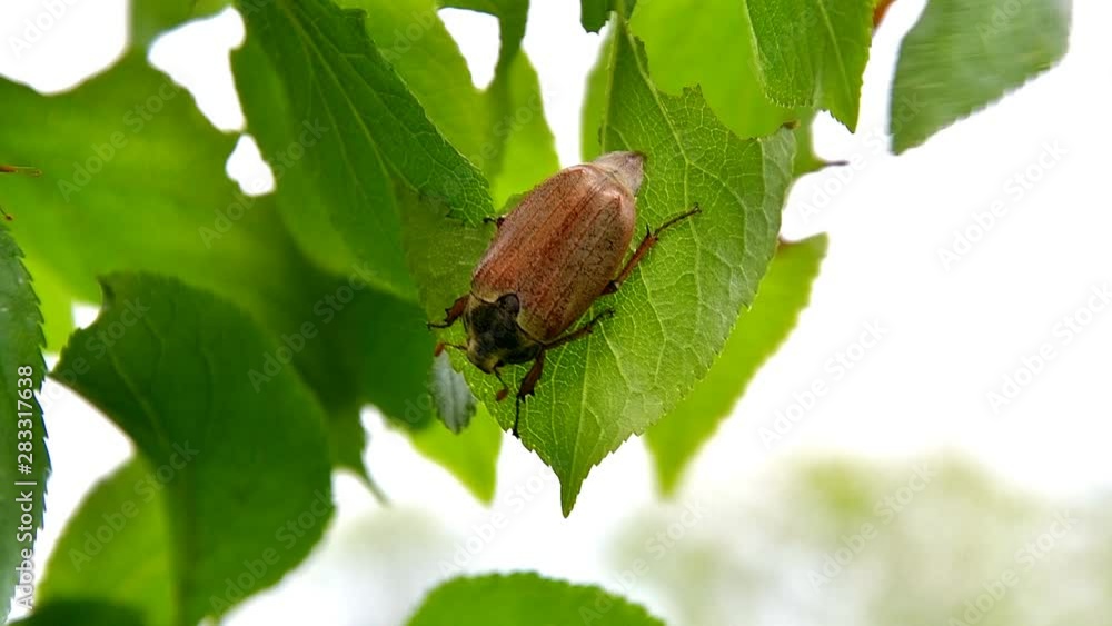Cockchafer beetle swaying by the wind sitting on a branch eats green leaves of a fruit tree Cockchafer beetle swaying by the wind sitting on a branch eats green leaves of a fruit tree