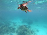 Swiming turtle