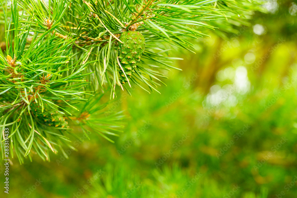 Pine branch in the forest Pine branch in the forest