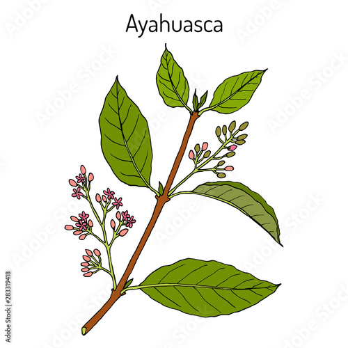 Ayahuasca Banisteriopsis caapi , medicinal plant