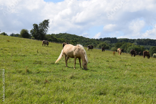 helles Pony photo