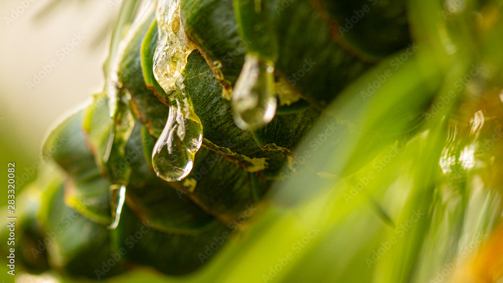 Young pine cones, with drops of resin on the surface. Macro photography Young pine cones, with drops of resin on the surface. Macro photography