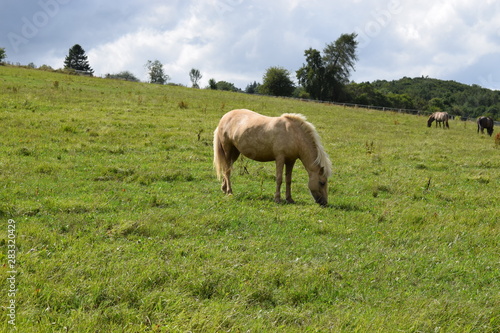 helles Pony photo