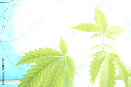cannabis leaves plant
