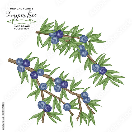 Juniper tree branch. Colorful berries ans leaves of Juniper. Hand drawn medicall plants. Vector illustration botanical. Engraving style.