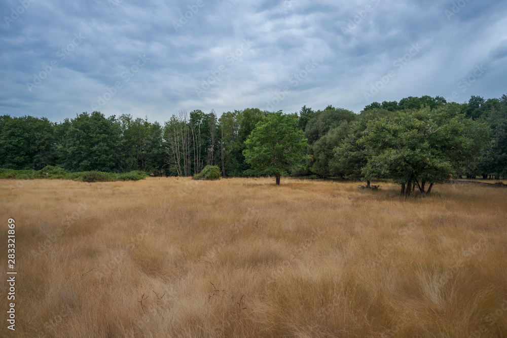 landscape of a meadow of golden and dry grass that contrasts with a cloudy and dark sky