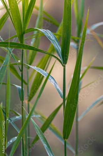 bamboo or reed or cane leaves background, cool weather near river or pond