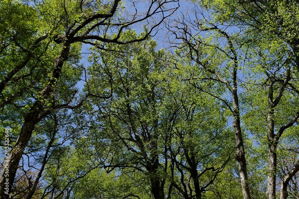 《十二湖の四季》青森県深浦町 《十二湖の四季》青森県深浦町