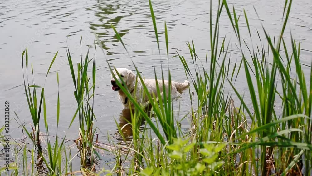Happy labrador swimming in the pond Happy labrador swimming in the pond