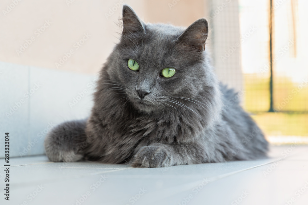 female Nebelung cat female Nebelung cat