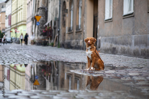 dog in the old city, travel. Nova Scotia Duck Tolling Retriever looking out city