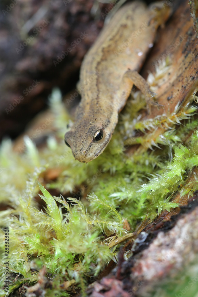 Lissotriton vulgaris, known as the smooth newt or the common newt Lissotriton vulgaris, known as the smooth newt or the common newt