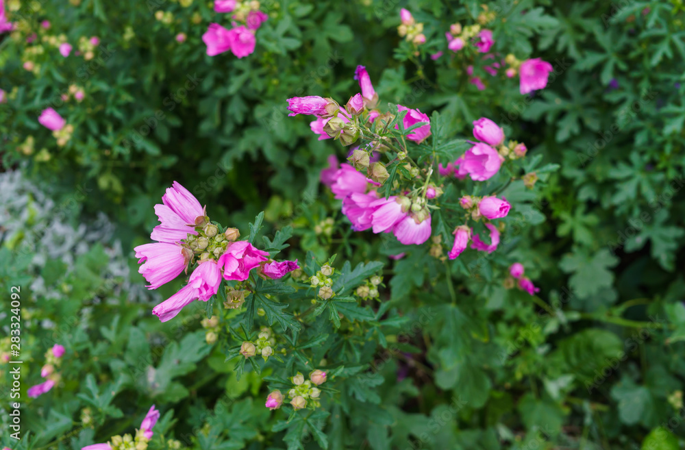 Blooming pale pink mallow. Beautiful delicate pink mallow flowers on a stalk. Blooming pale pink mallow. Beautiful delicate pink mallow flowers on a stalk.