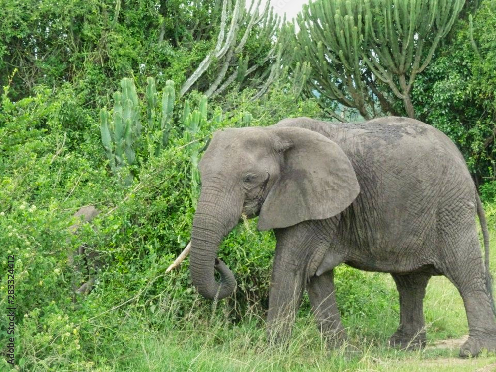 elephants in the grassland in africa elephants in the grassland in africa