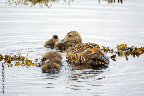 Common Eider