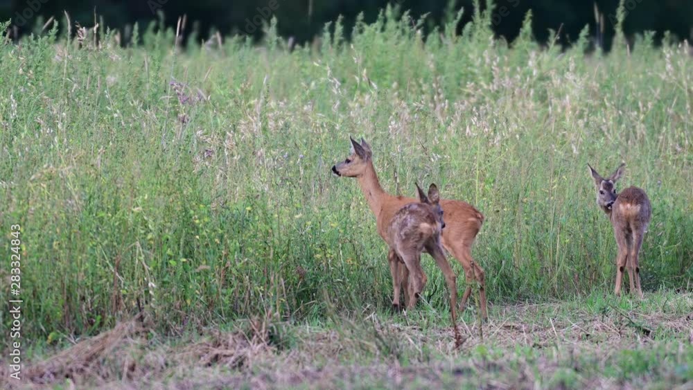 Roe buck lie on the meadow and look for females, summer, (capreolus capreolus), germany Roe buck lie on the meadow and look for females, summer, (capreolus capreolus), germany