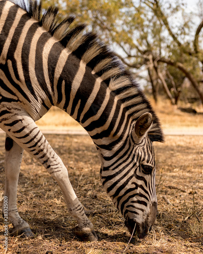 Wild Zebra 2